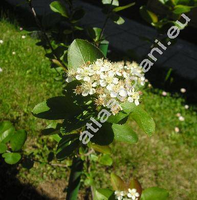 Aronia melanocarpa (Sorbus aucuparia var. melanocarpa, Mespilus arbutifolia var. melanocarpa Michx.)