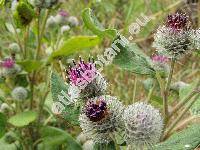 Arctium tomentosum Mill. (Lappa arctium Hill, Lappa tomentosa (Mill.) Lam., Lappa bardana Willd.)