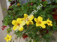 Bidens ferulifolia (Coreopsis ferulifolia Jacq.)