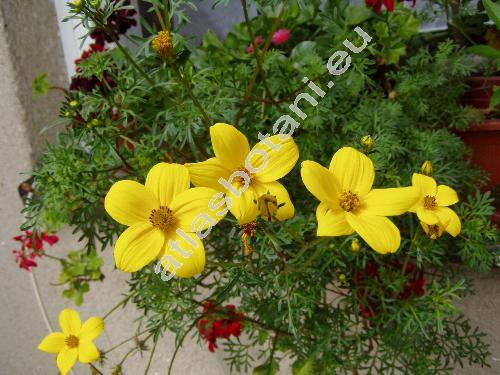 Bidens ferulifolia (Coreopsis ferulifolia Jacq.)