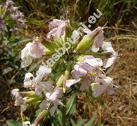 Saponaria officinalis L.