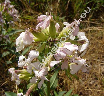 Saponaria officinalis L.