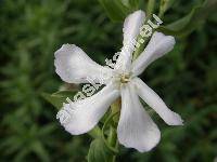 Saponaria officinalis L.