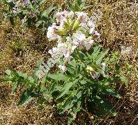 Saponaria officinalis L.