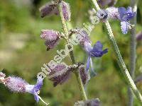 Perovskia atriplicifolia (Perovskia atriplicifolia Benth.)