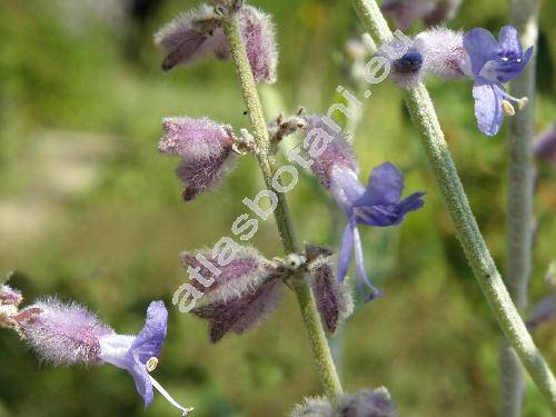 Perovskia atriplicifolia (Perovskia atriplicifolia Benth.)