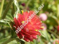 Gomphrena globosa