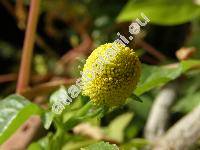 Spilanthes oleracea (Spilanthes oleracea Jacq., Acmella oleracea)