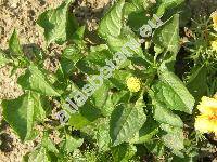 Spilanthes oleracea (Spilanthes oleracea Jacq., Acmella oleracea)