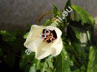 Hibiscus trionum L. (Ketmia trionum (L.) Scop.)