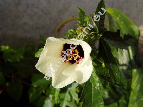 Hibiscus trionum L. (Ketmia trionum (L.) Scop.)