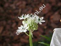 Ornithogalum saundersiae