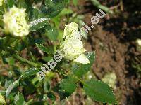 Rosa 'Conteline' (Rosa roulettii Corr. 'Conteline', Rosa 'Contelin')