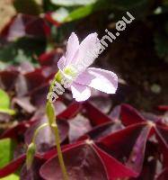 Oxalis triangularis (Oxalis triangularis St.-Hill, Oxalis regnellii)