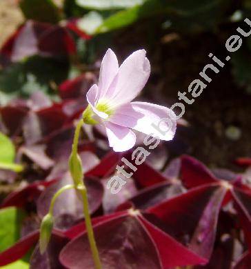 Oxalis triangularis (Oxalis triangularis St.-Hill, Oxalis regnellii)