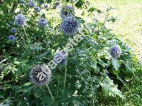 Echinops ritro L. (Echinops tenuifolius Fischer ex Schkuhr, Echinops tauricus Willd. ex Ledeb.)