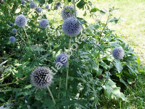 Echinops ritro L. (Echinops tenuifolius Fischer ex Schkuhr, Echinops tauricus Willd. ex Ledeb.)