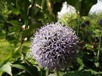 Echinops ritro L. (Echinops tenuifolius Fischer ex Schkuhr, Echinops tauricus Willd. ex Ledeb.)