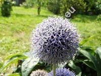 Echinops ritro L. (Echinops tenuifolius Fischer ex Schkuhr, Echinops tauricus Willd. ex Ledeb.)
