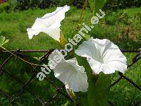 Calystegia sepium (L.) R. Br. (Convolvulus sepium L.)