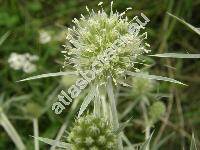 Eryngium campestre L.