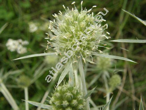 Eryngium campestre L.