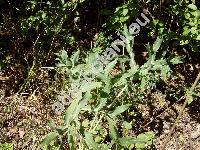 Eryngium campestre L.