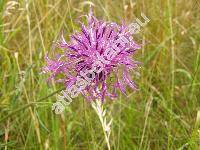 Centaurea scabiosa L. (Colymbada scabiosa (L.) Holub, Cyanus scabiosa (L.) Moench)