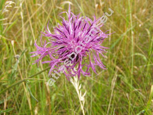 Centaurea scabiosa L. (Colymbada scabiosa (L.) Holub, Cyanus scabiosa (L.) Moench)