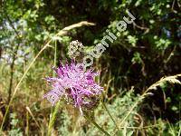 Centaurea scabiosa L. (Colymbada scabiosa (L.) Holub, Cyanus scabiosa (L.) Moench)