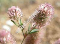 Trifolium arvense L.