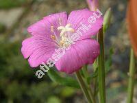 Epilobium hirsutum L. (Epilobium grandiflorum Web. in Wigg.)