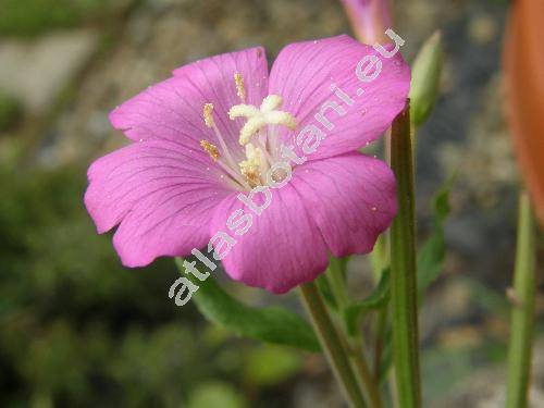 Epilobium hirsutum L. (Epilobium grandiflorum Web. in Wigg.)
