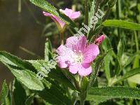 Epilobium hirsutum L. (Epilobium grandiflorum Web. in Wigg.)