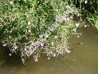 Epilobium hirsutum L. (Epilobium grandiflorum Web. in Wigg.)