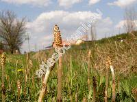 Equisetum arvense L.