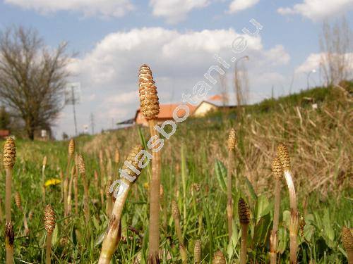 Equisetum arvense L.