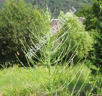 Equisetum arvense L.