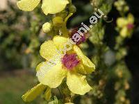 Verbascum nigrum L. (Verbascum alopecurus Thuill., Verbascum parisiense Thuill., Verbascum thyrsoideum Host)