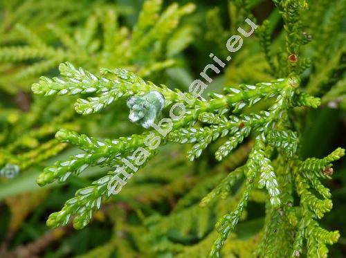 Thujopsis dolabrata (Thujopsis dolabrata (L.) Sieb. et Zucc., Thuja dolabrata L., Platycladus dolabrata (L.) Spach)