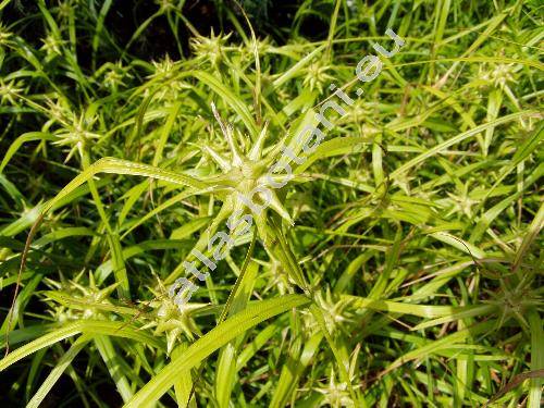 Carex grayi Carey