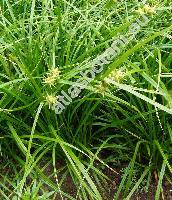 Carex grayi Carey