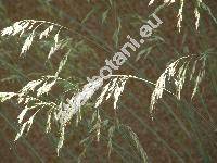 Avena candida (Avena sempervirens Vill., Helictotrichon sempervirens Pilg.)