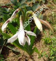 Gladiolus callianthus (Gladiolus callianthus Mar., Acidanthera murielae Hoog ex Perry, Acidanthera bicolor 'Murielae', Gladiolus murielae)