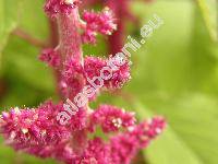 Amaranthus caudatus L.