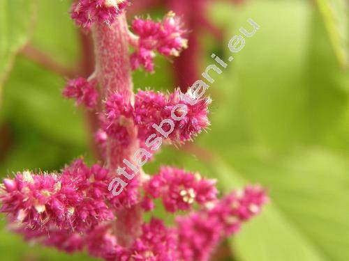Amaranthus caudatus L.
