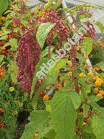 Amaranthus caudatus L.