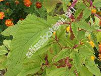 Amaranthus caudatus L.