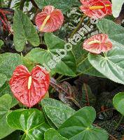 Anthurium andreanum Lindl. (Anthurium x cultorum Birdsey)