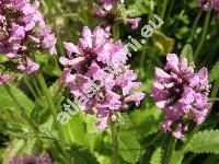 Betonica officinalis L. (Stachys officinalis (L.) Trevisan)